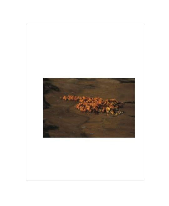 Miniature : A fleur de peau