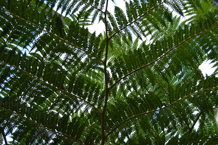 DSC_0077.JPG