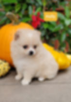 Baby Kelly