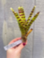 Thumbnail: Bromeliad neoregelia 'claris xililliputiana'