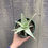 Thumbnail: 4" Aloe 'Moondance'