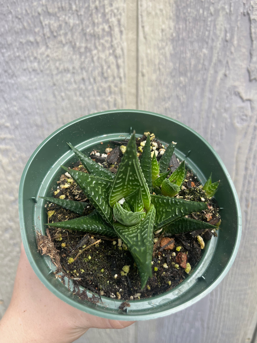 Thumbnail: Fairy's washboard haworthia 4"