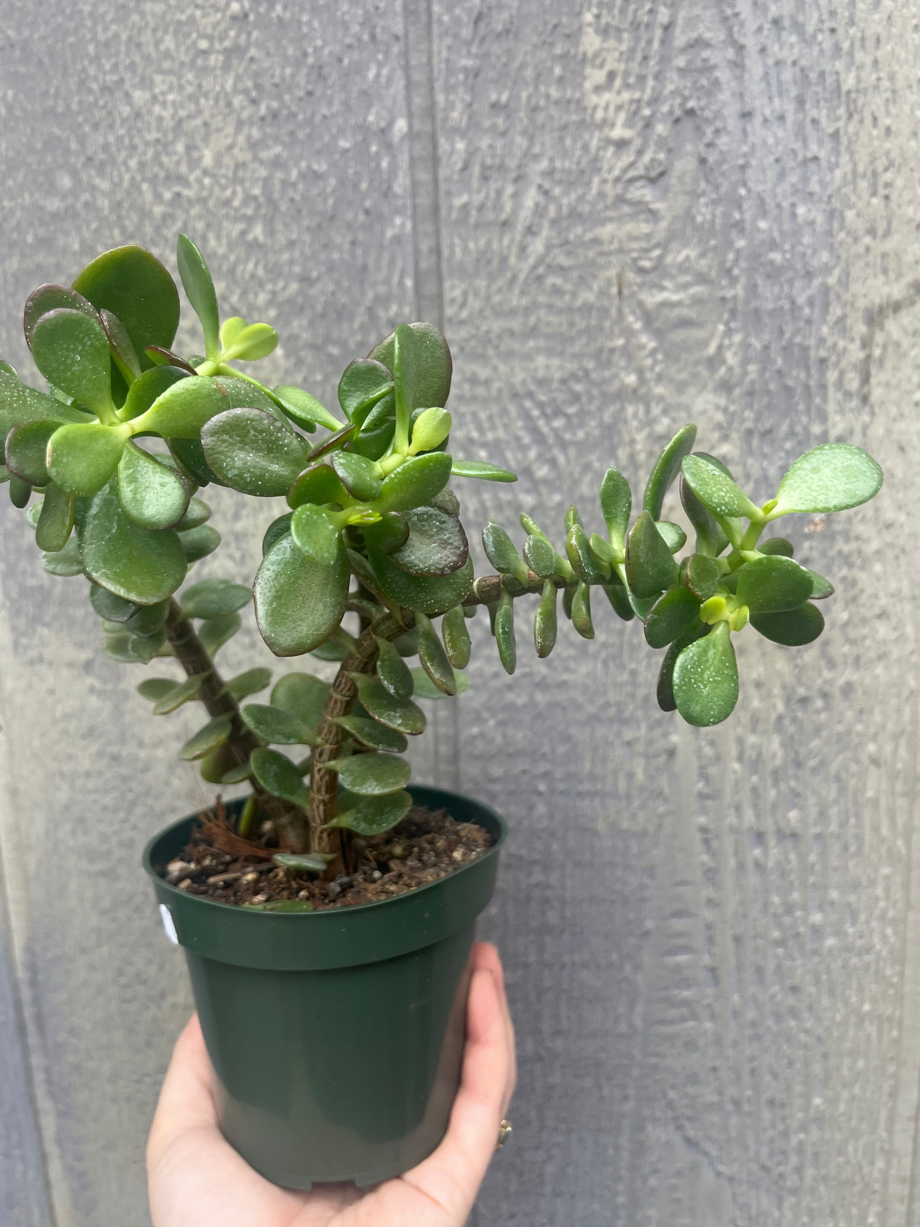 4" Crassula ovata- Single stem, Pillar