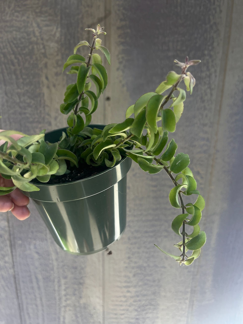 Thumbnail: 4" Curly Lipstick Plant