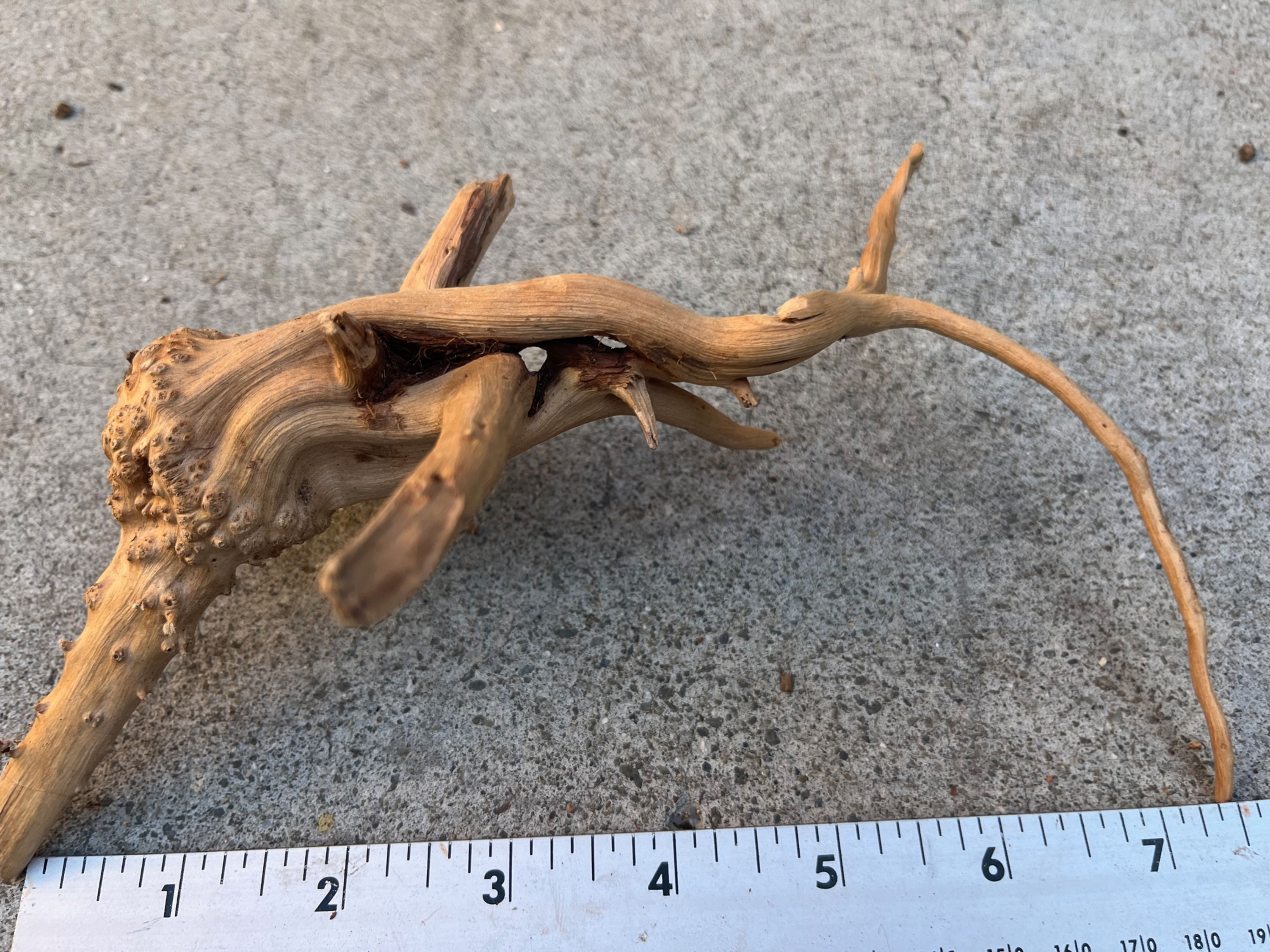 8" Spider Wood #59