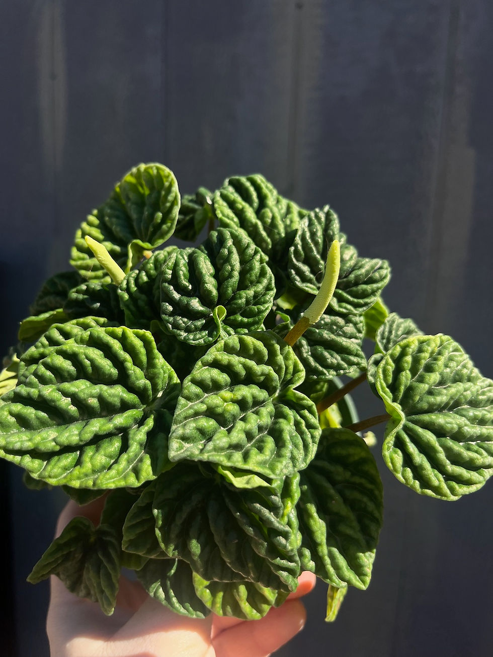 Thumbnail: Peperomia Emerald Ripple 4"