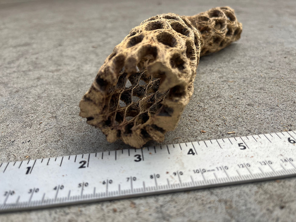 Thumbnail: 9" Cholla Wood #57