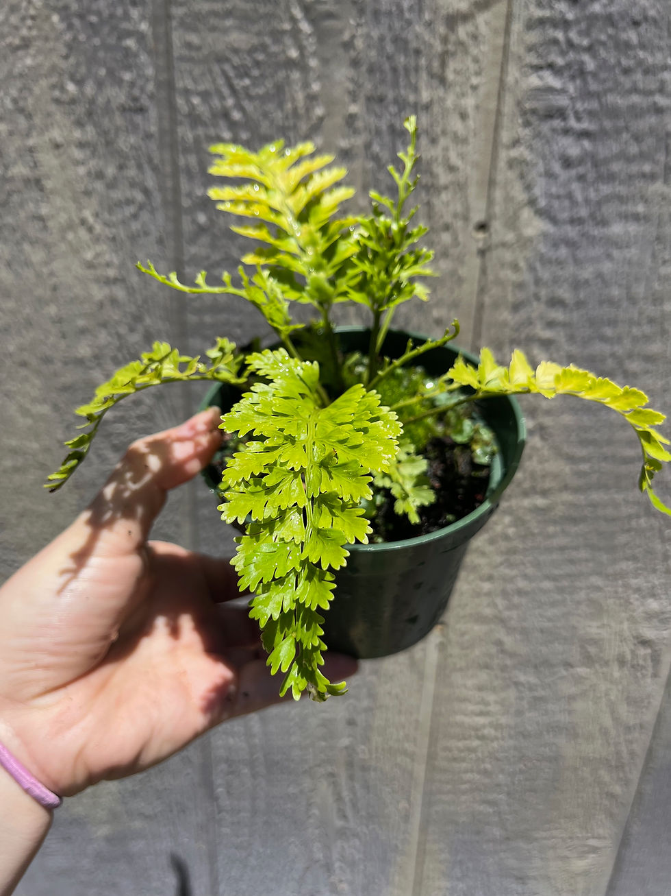 4" Austral Gem Fern, Asplenium x Austral Gem
