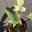 Thumbnail: 4" Philodendron Flordia Ghost