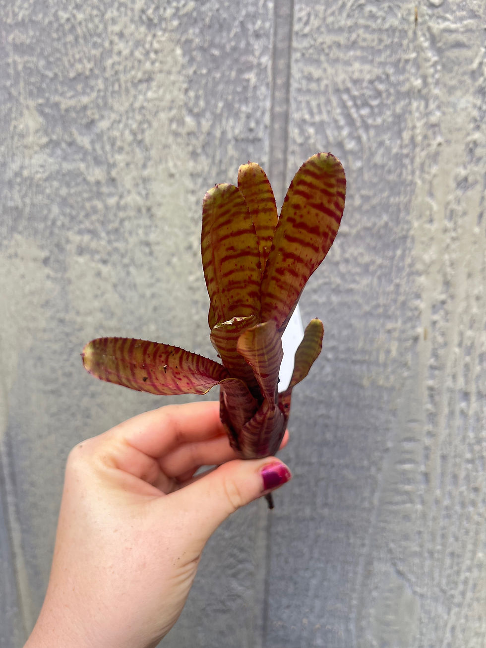 Thumbnail: Bromeliad neoregelia 'Popoki Red'