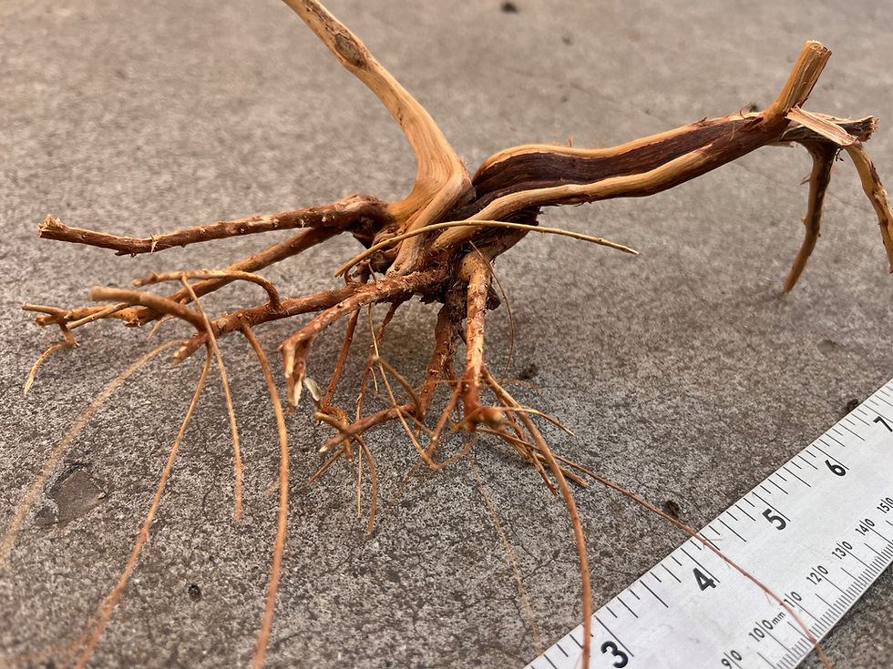 Thumbnail: 9" Spider Wood #53