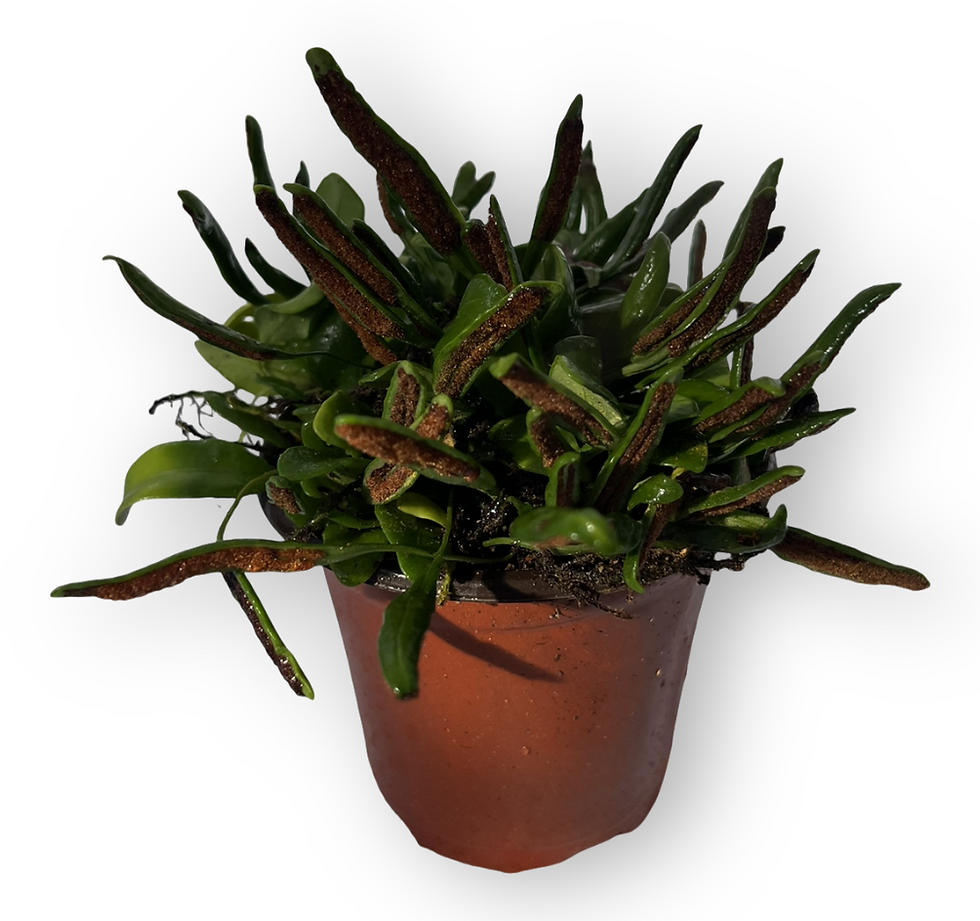 Thumbnail: Bean Fern