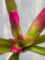 Thumbnail: Bromeliad neoregelia 'Lila'