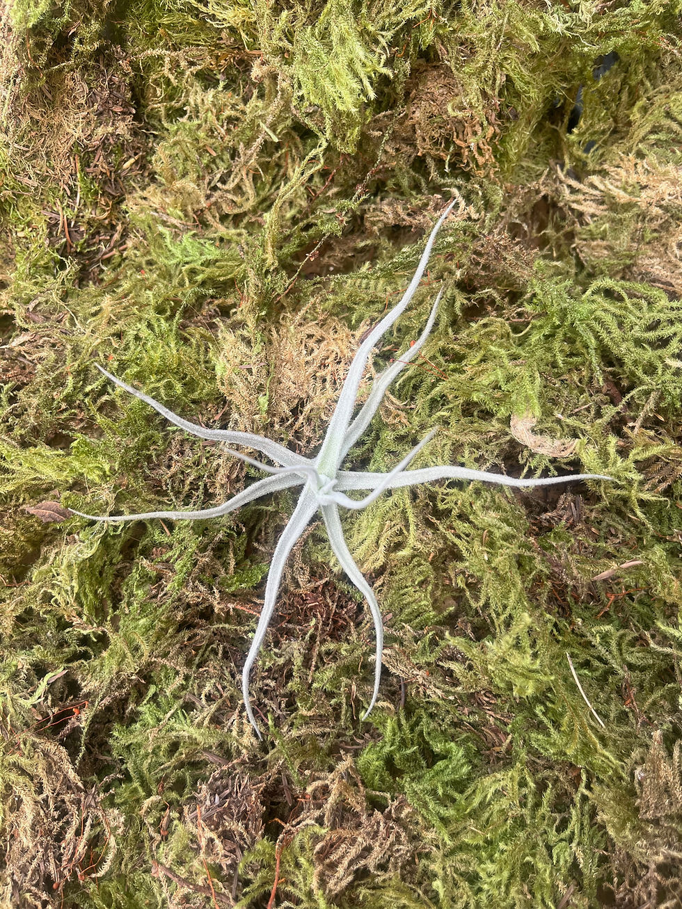 Thumbnail: Mystery Air plant Bundle