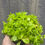 Thumbnail: Sedum decumbens, Lesser Mexican Stonecrop