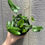 Thumbnail: Hemionitis arifolia, Heart Fern 4.5"