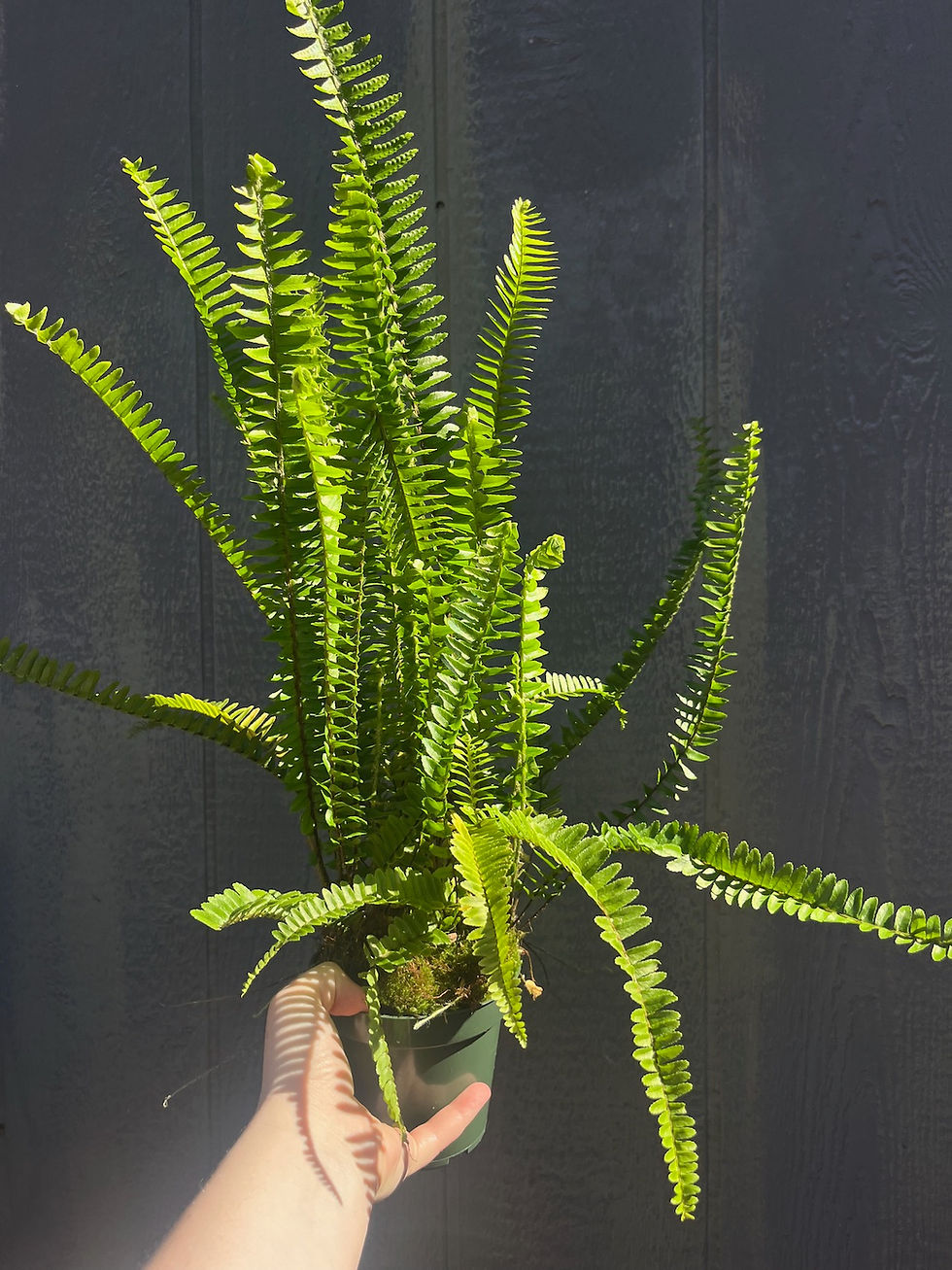 Thumbnail: Southern Sword Fern, Nephrolepis cordifolia 4.5"