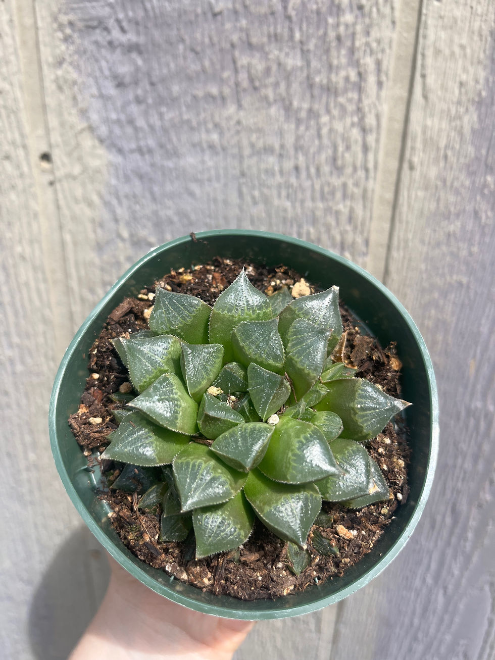 Thumbnail: 4" Haworthia Choco Red