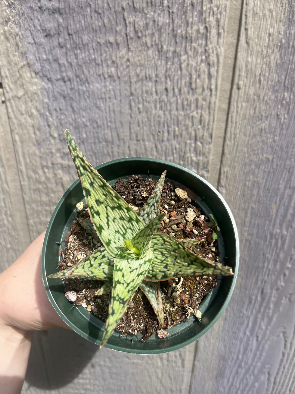 Thumbnail: Aloe Pink Blush 4"