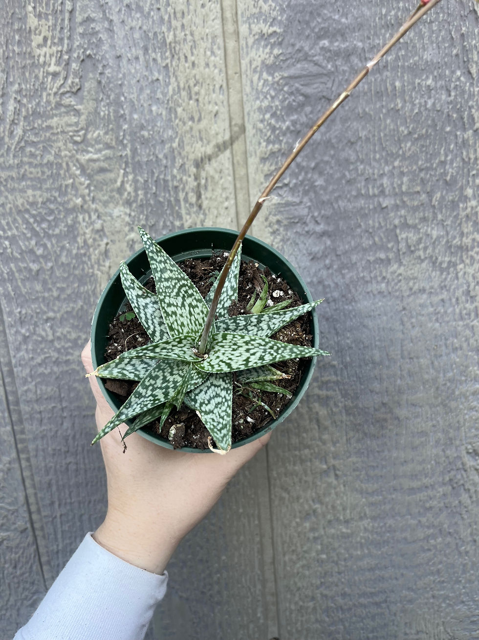 Thumbnail: 4" Aloe Silver Ridge