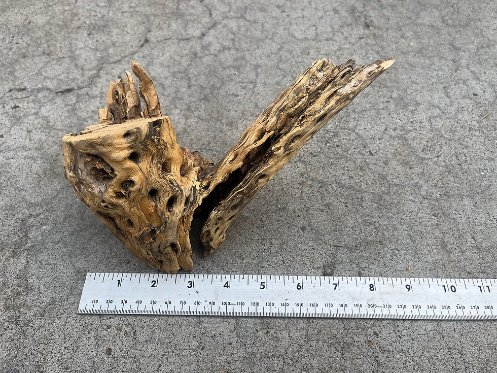 Thumbnail: 8" Cholla Wood #50
