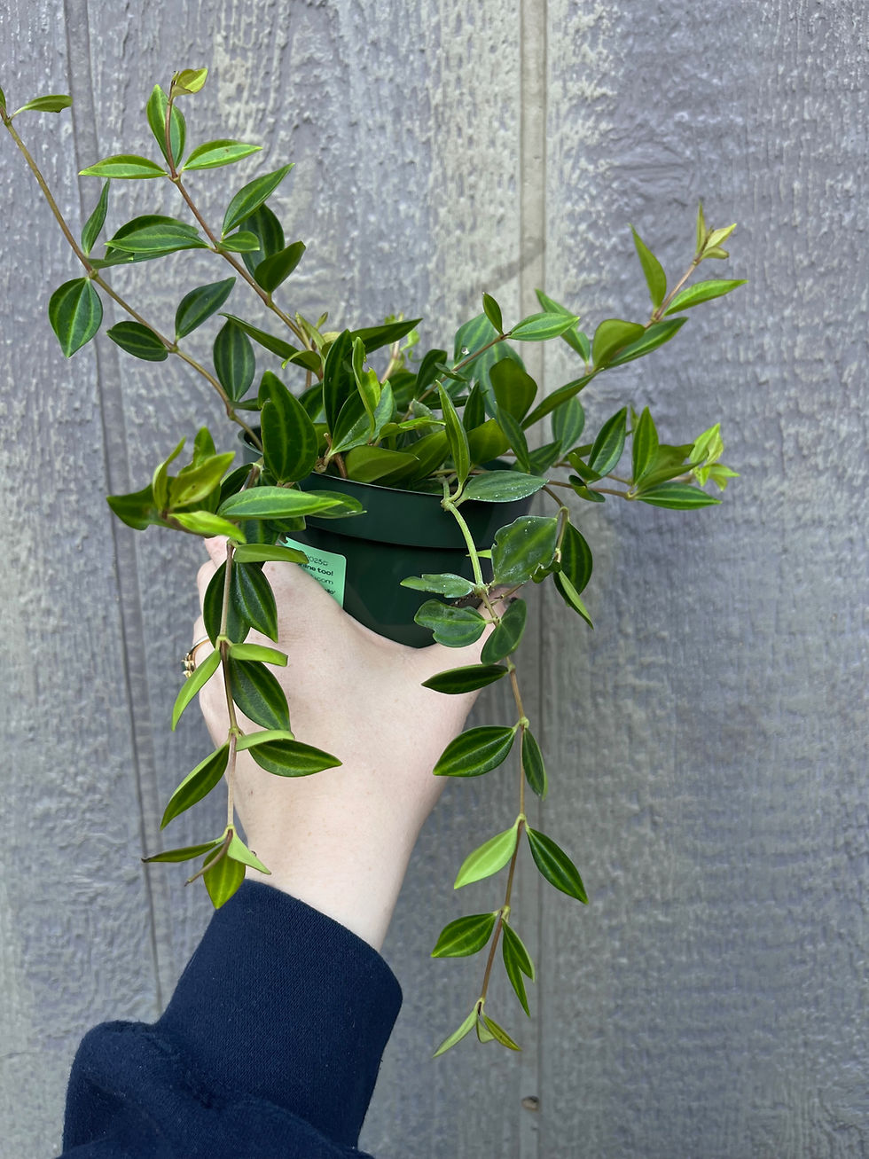 Thumbnail: 4" Peperomia, Radiator plant