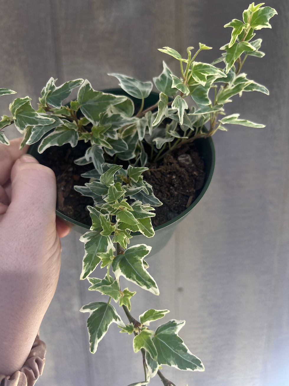 Thumbnail: 4" Hedra helix, Glacier Ivy