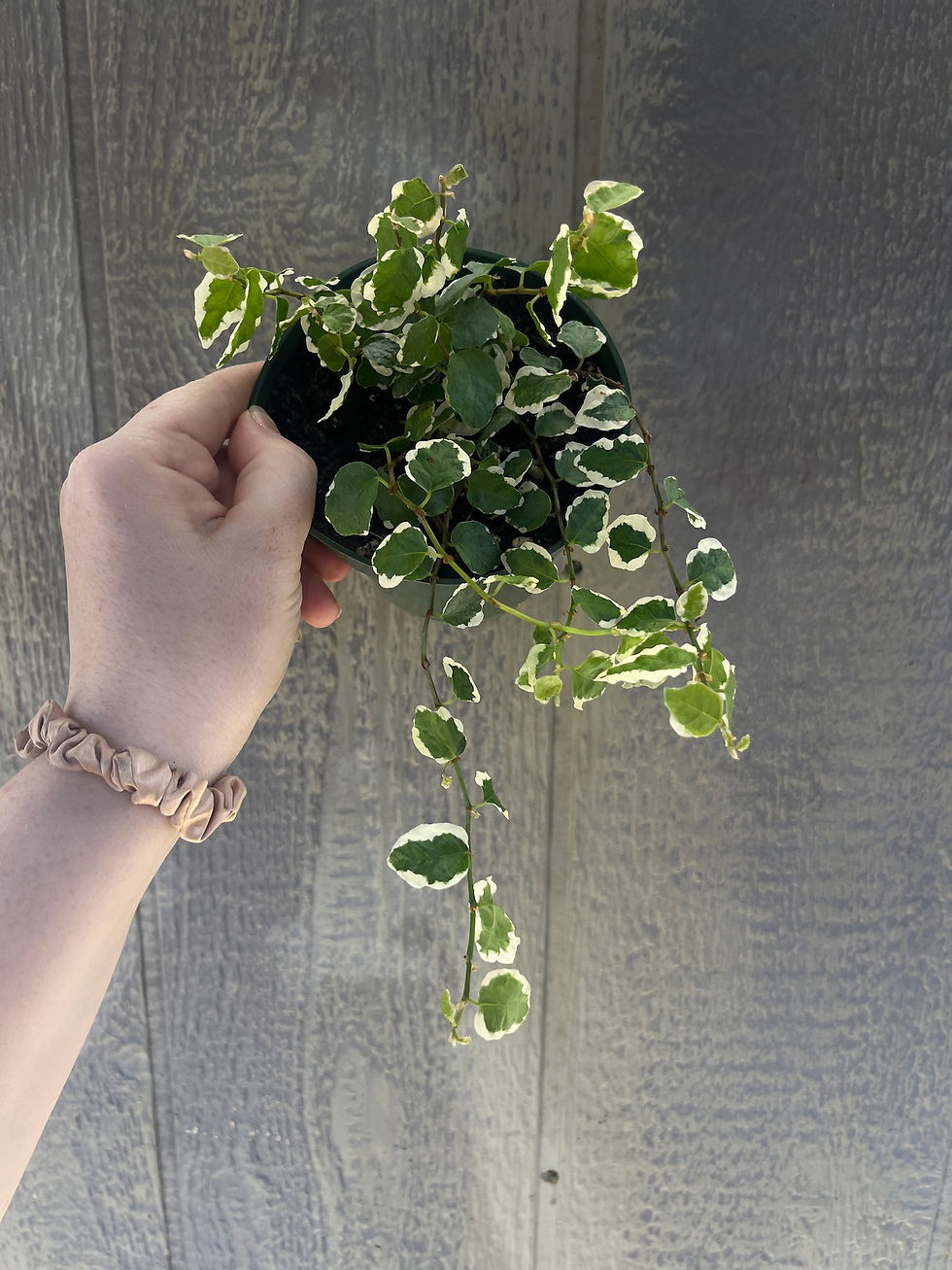 Thumbnail: 4" Ficus repens, Variegated