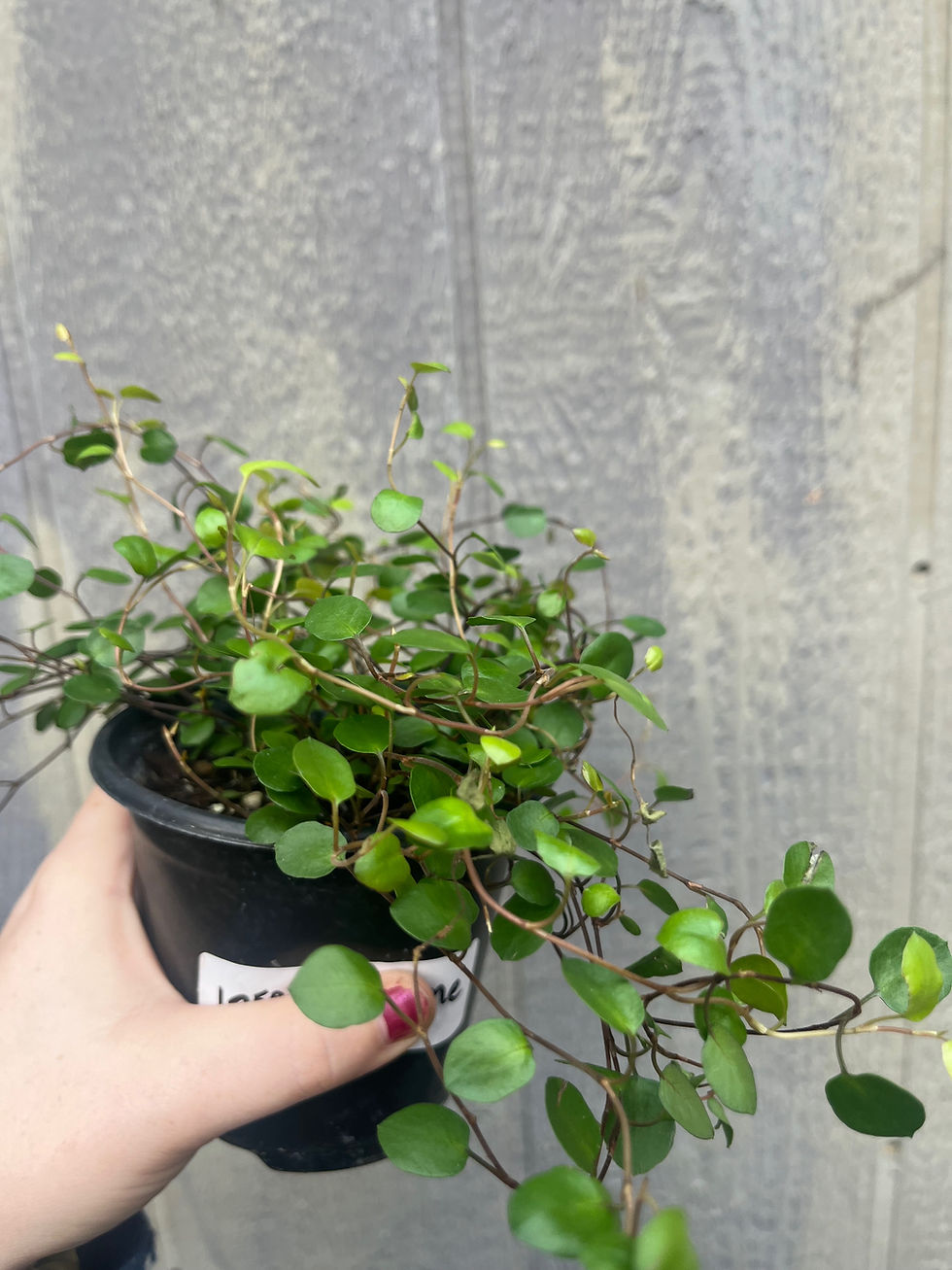 Thumbnail: Angel Vine,Muehlenbeckia complexa