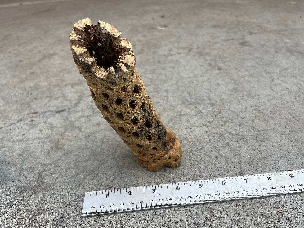 Thumbnail: 7.5" Cholla Wood #49
