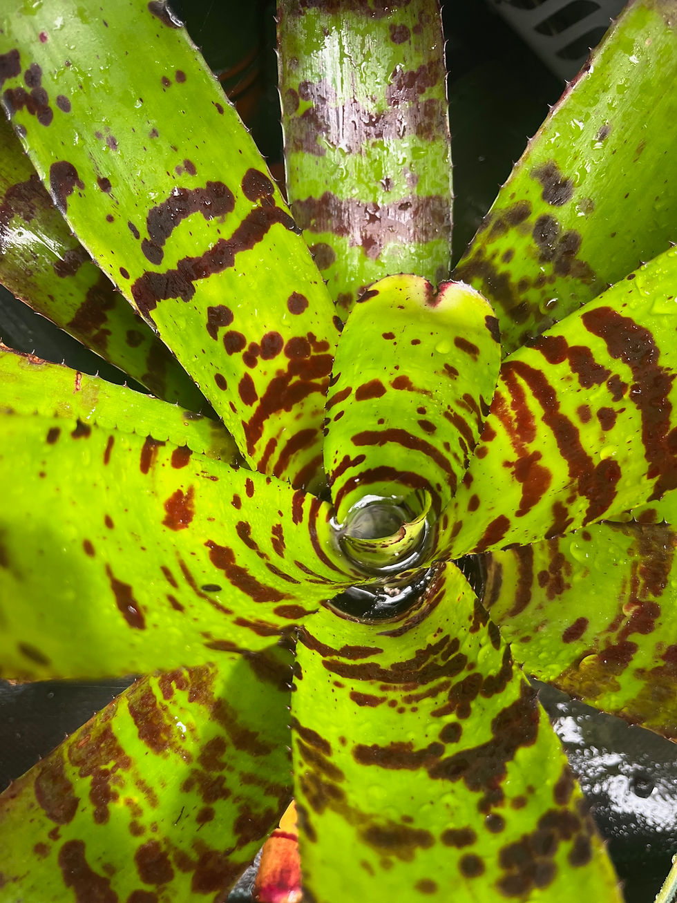 Thumbnail: Assorted Bromeliad Pup  (1 count)
