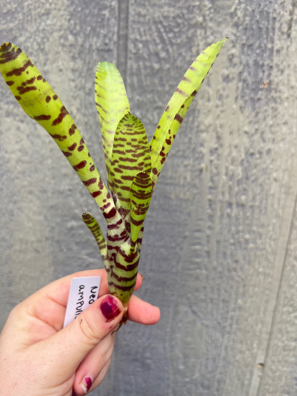 Thumbnail: Bromeliad neoregelia 'ampullacea banded'