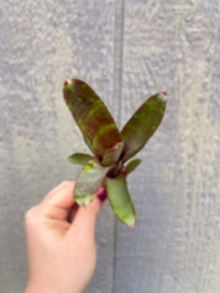 Bromeliad neoregelia 'Dad's Special'