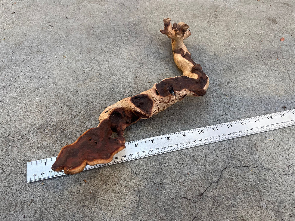 Thumbnail: 14" Mopani Wood #13