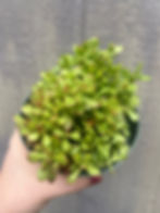 Thumbnail: 4" Crassula pubescens ssp. radicans