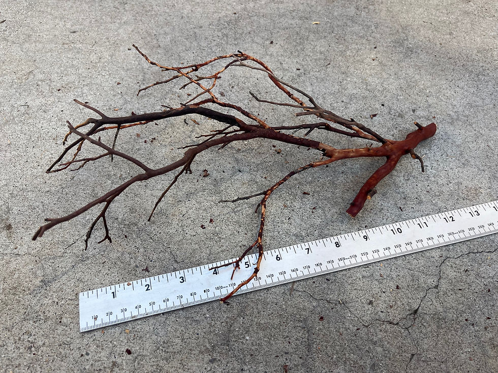 Thumbnail: 14" Manzanita Wood #7