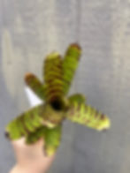 Thumbnail: Bromeliad neoregelia 'claris xililliputiana'