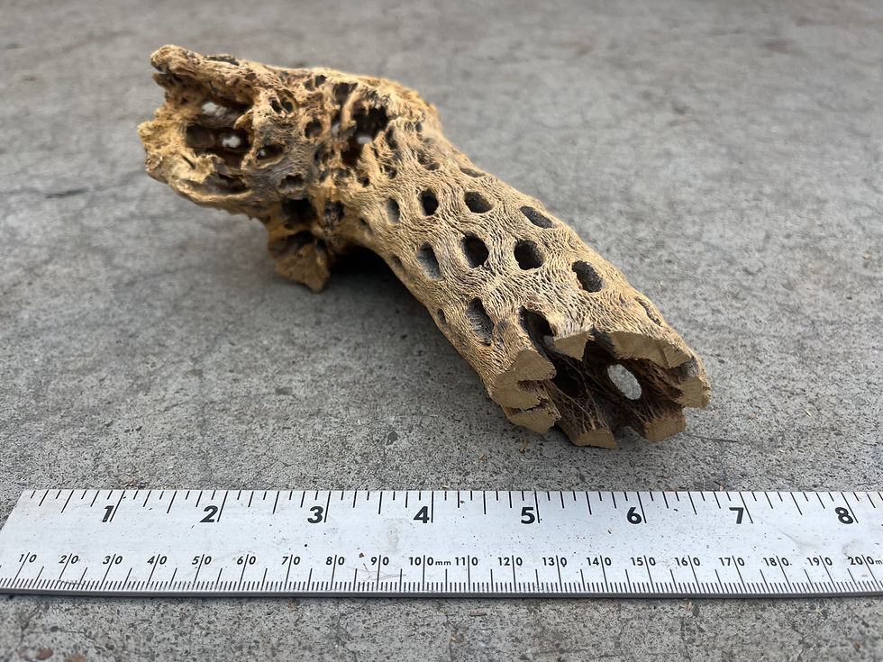 Thumbnail: 7" Cholla Wood #44