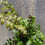 Thumbnail: 4" Mahogany Fern, Didymochlaena truncatula