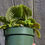 Thumbnail: "Moon Valley  Pilea" Pilea mollis 4"