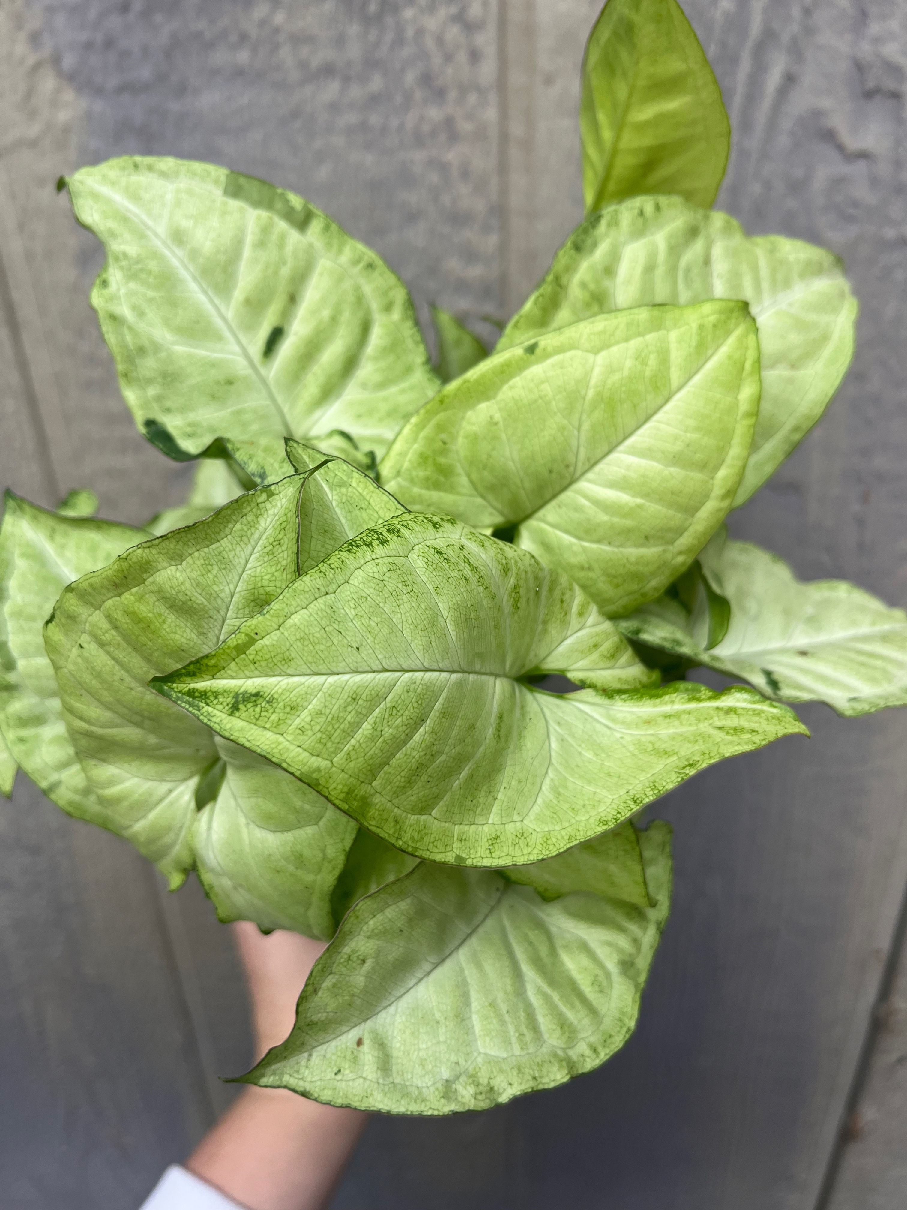 4" Goosefoot Syngonium