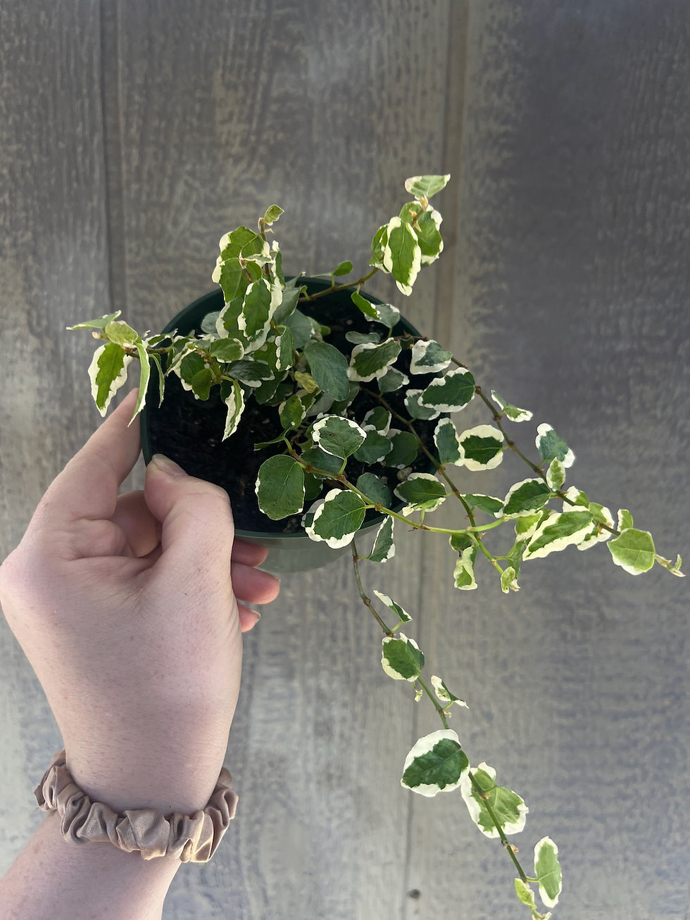 Thumbnail: 4" Ficus repens, Variegated