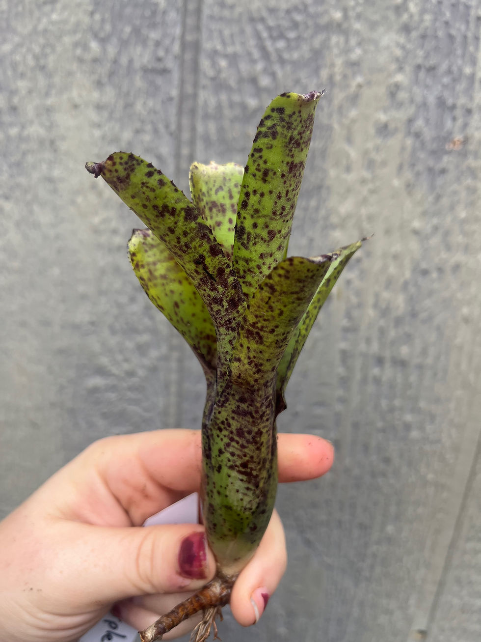 Thumbnail: Bromeliad neoregelia 'ounce of purple'