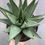 Thumbnail: Haworthia savanna, 4"