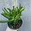 Thumbnail: 4" Organ Pipe Jade, Crassula