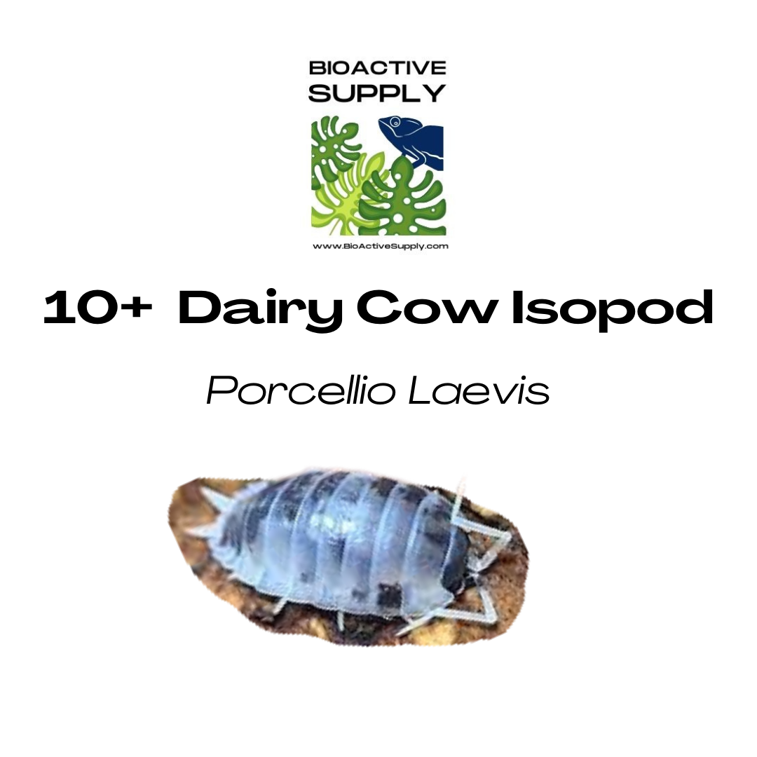 10ct Diary Cow Isopods