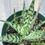 Thumbnail: 4" Aloe Wunderkind