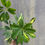 Thumbnail: schefflera arboricola variegata, Dwarf umbrella tree,4"