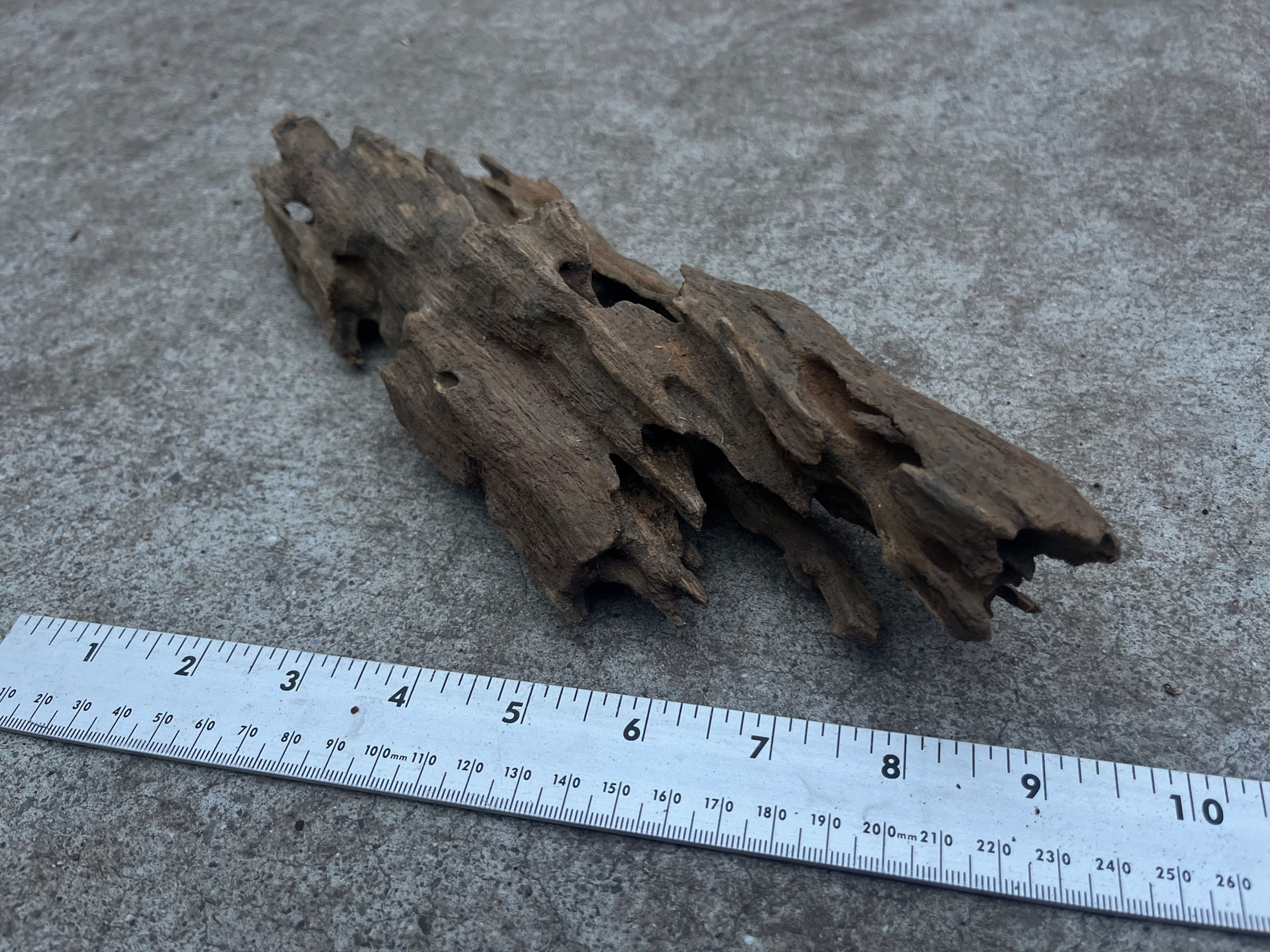 10.5" Dragon Bone Wood #51