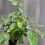 Thumbnail: Ficus Benjamina Variegata, 4"